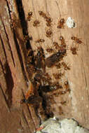 Image of Lasius americanus