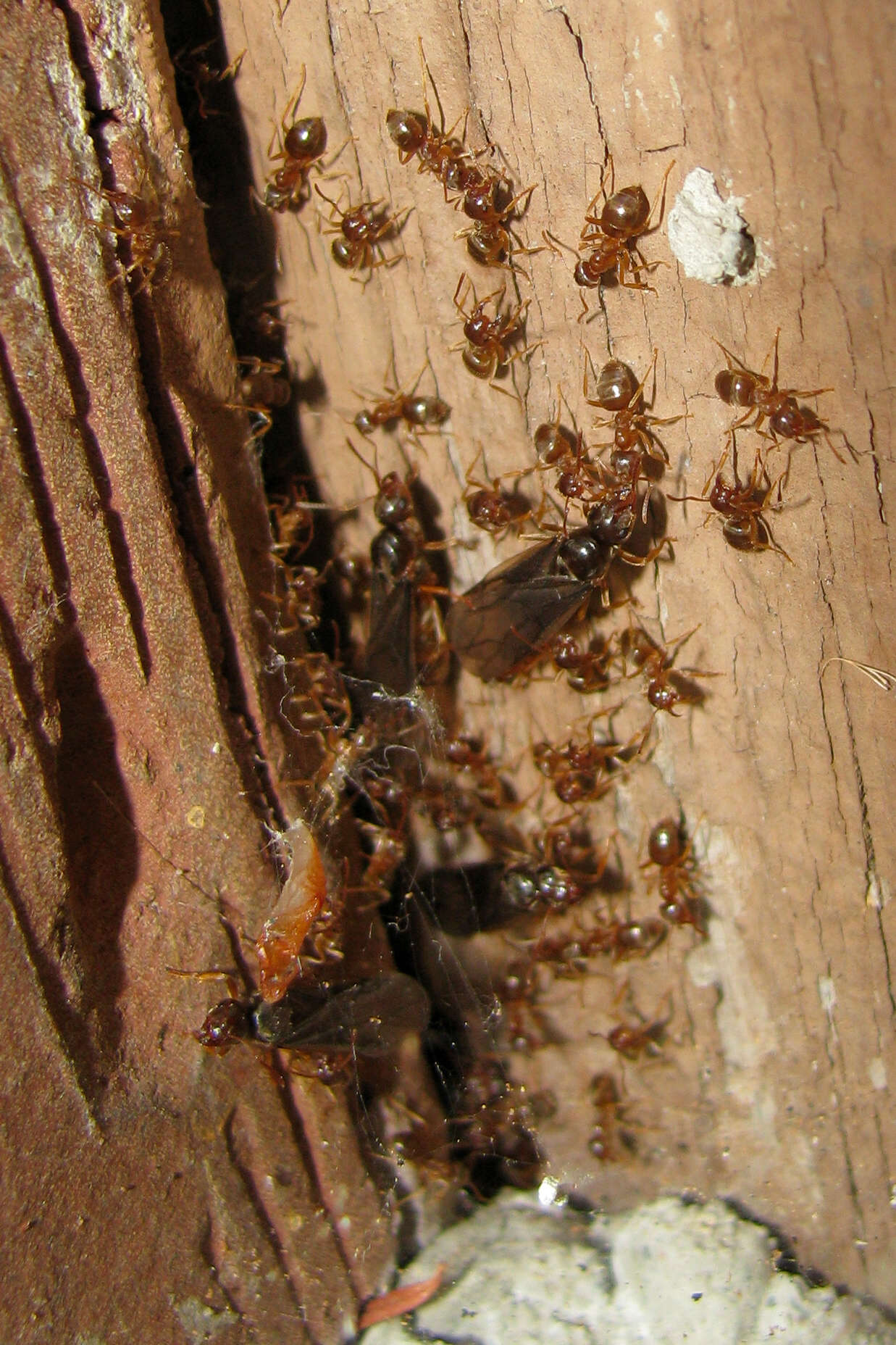 Image of Lasius americanus