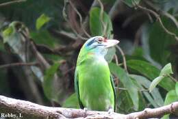 Image of Moustached Barbet