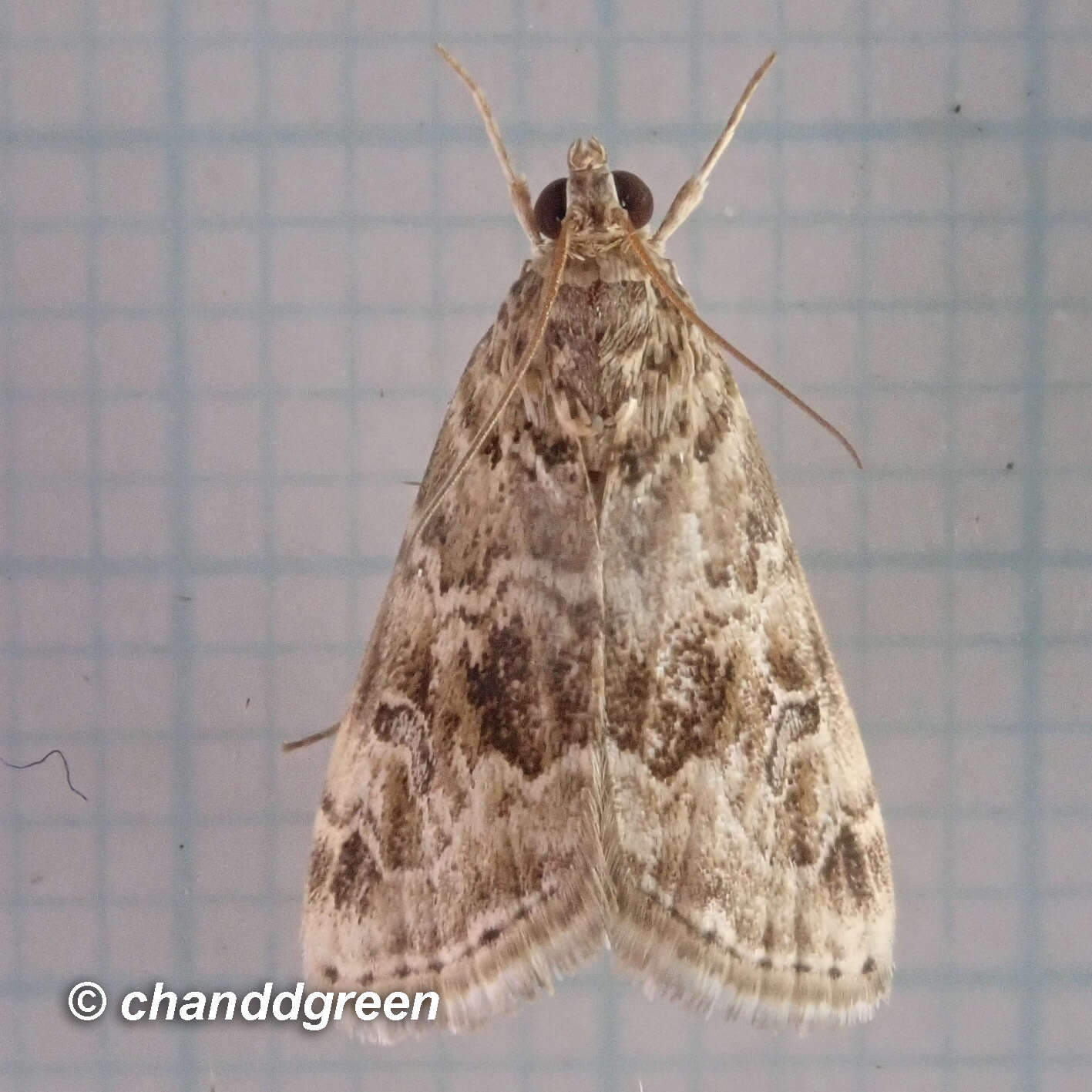 Image of Cabbage Webworm moth