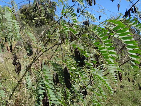 Image of Drummond's Sesbania