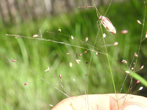 Слика од Panicum simile Domin