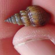 Image of Snail