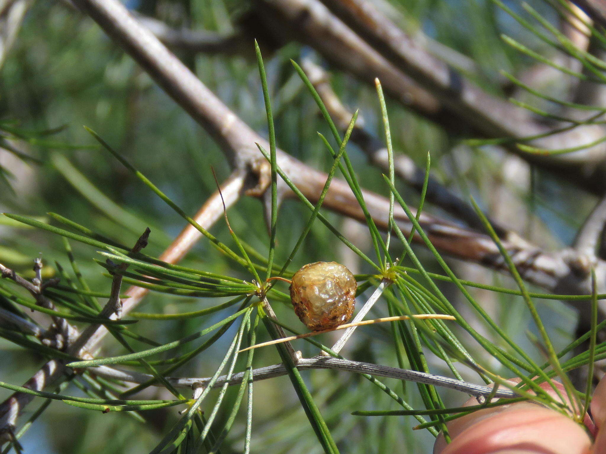 Sivun Asparagus exuvialis Burch. kuva