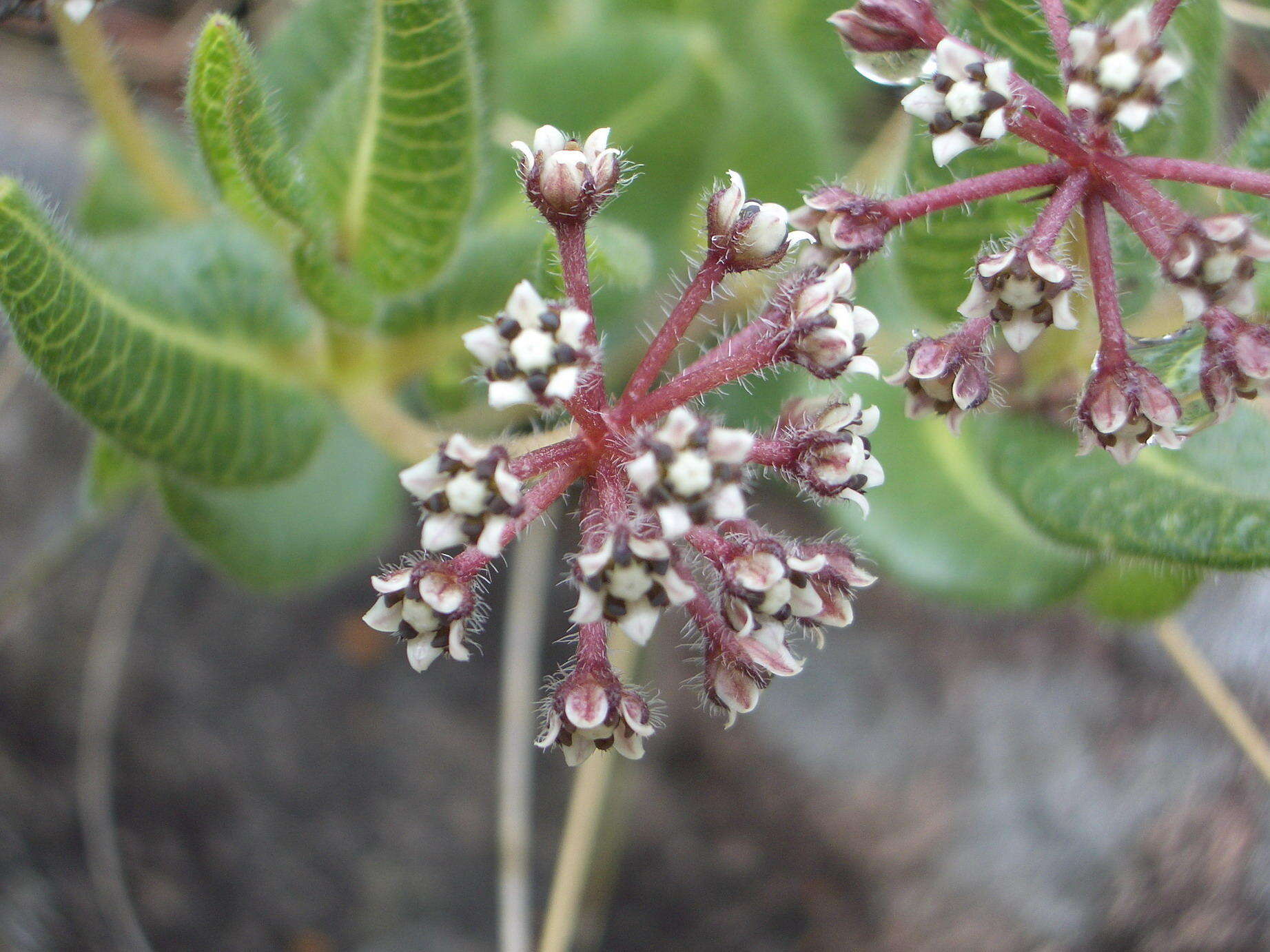 Image de Xysmalobium parviflorum Harv. ex Scott Elliott