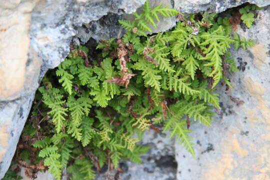 Image of Woodsia fragilis (Trev.) Moore