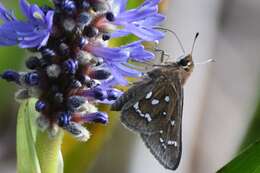 Image of Loammi Skipper