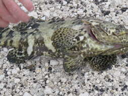 Image of Atlantic Goliath Grouper