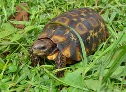 Image of Western hinge-back tortoise