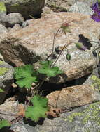 Image of Glandular Crane's-bill