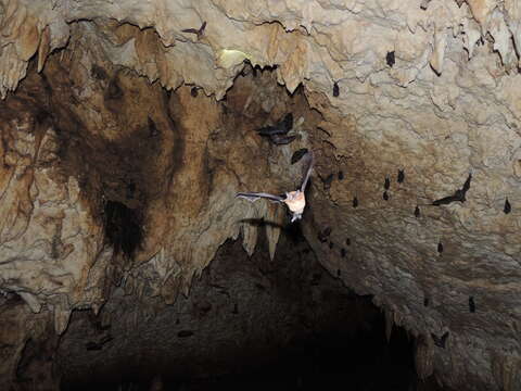 Image of Orange Nectar Bat
