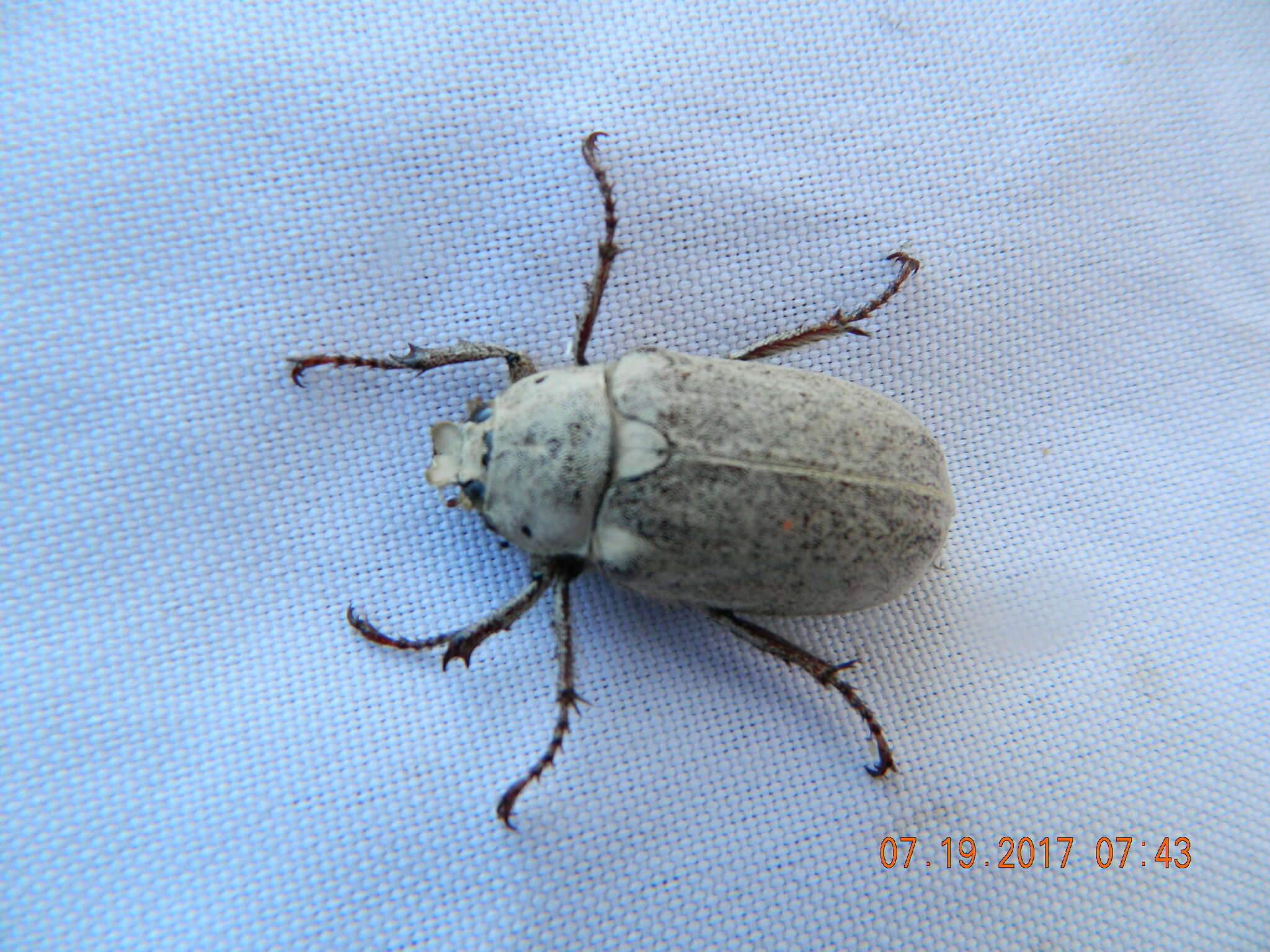 Image of Polyphylla (Xerasiobia) alba (Pallas 1773)