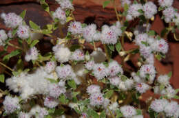 Image of Gomphrena cunninghamii (Moq.) Druce