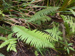 Imagem de Polystichum ammifolium (Desv.) C. Chr.