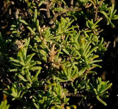 Image of Pteronia empetrifolia DC.