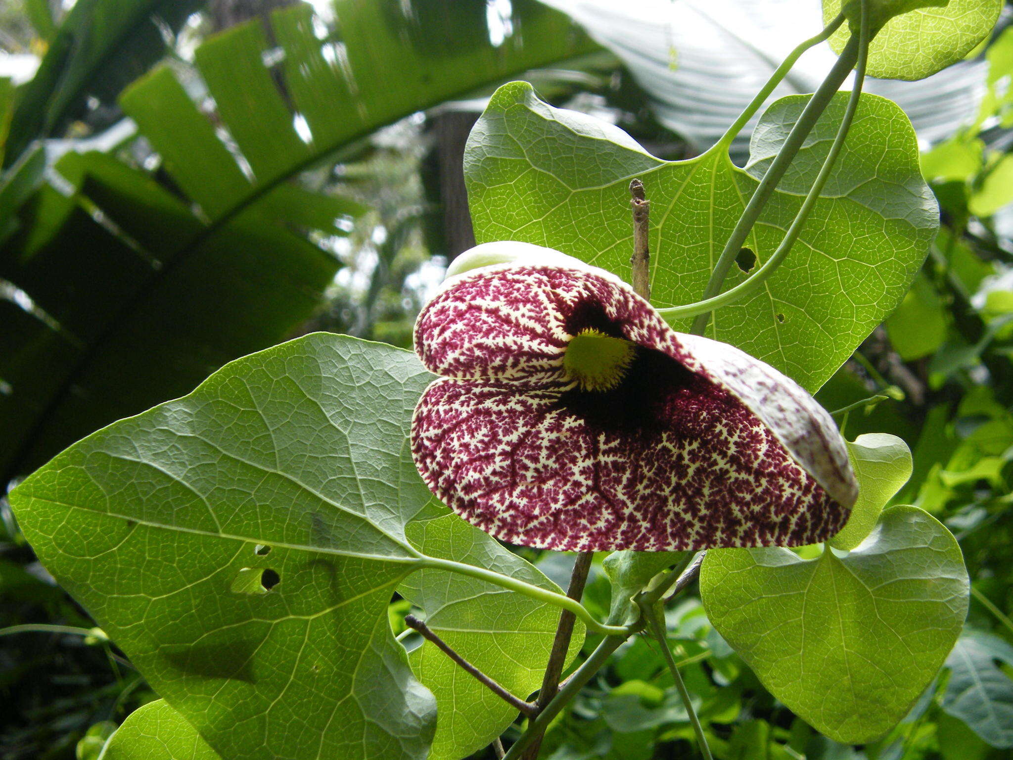 صورة Aristolochia elegans Mast.