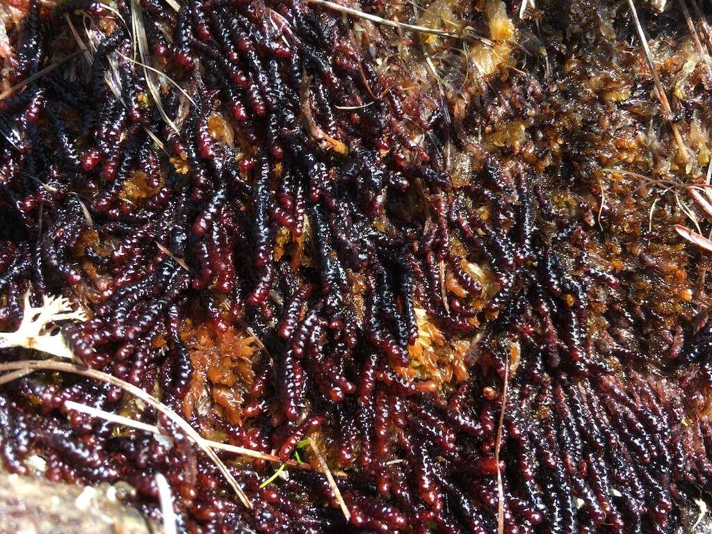 Image of Purple Spoonwort