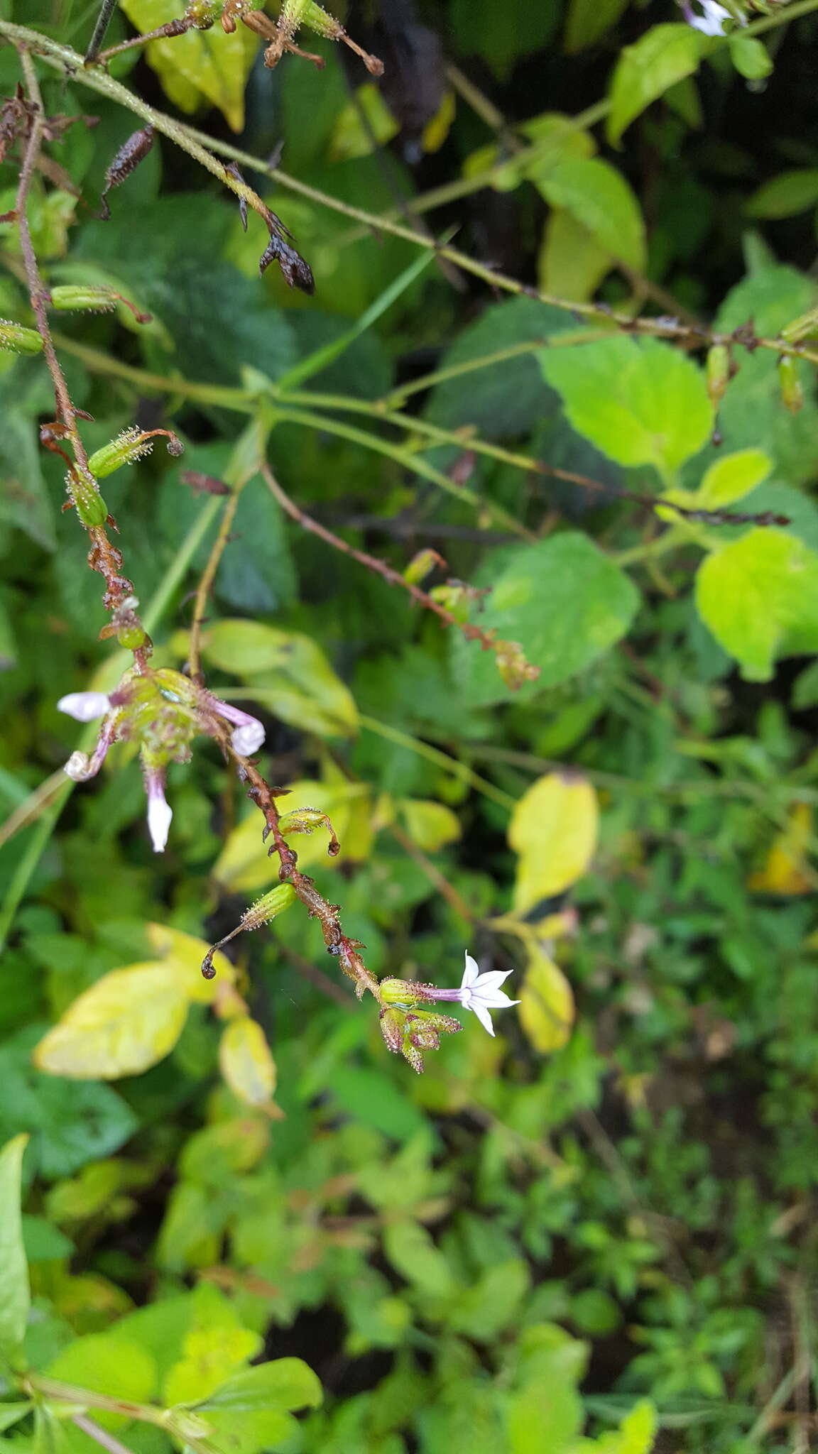 Image of Plumbago pulchella Boiss.