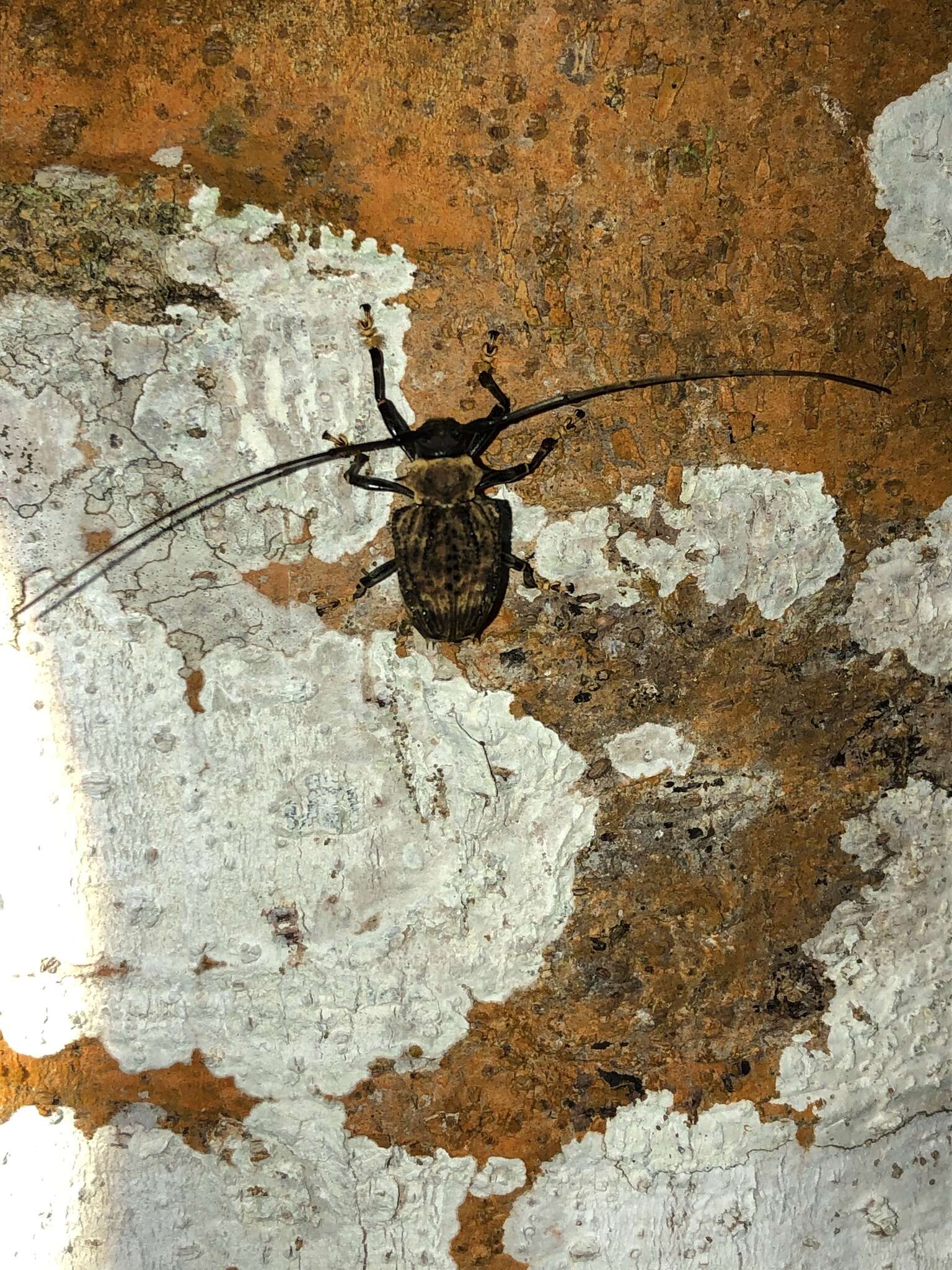 Слика од Polyrhaphis jansoni Pascoe 1859