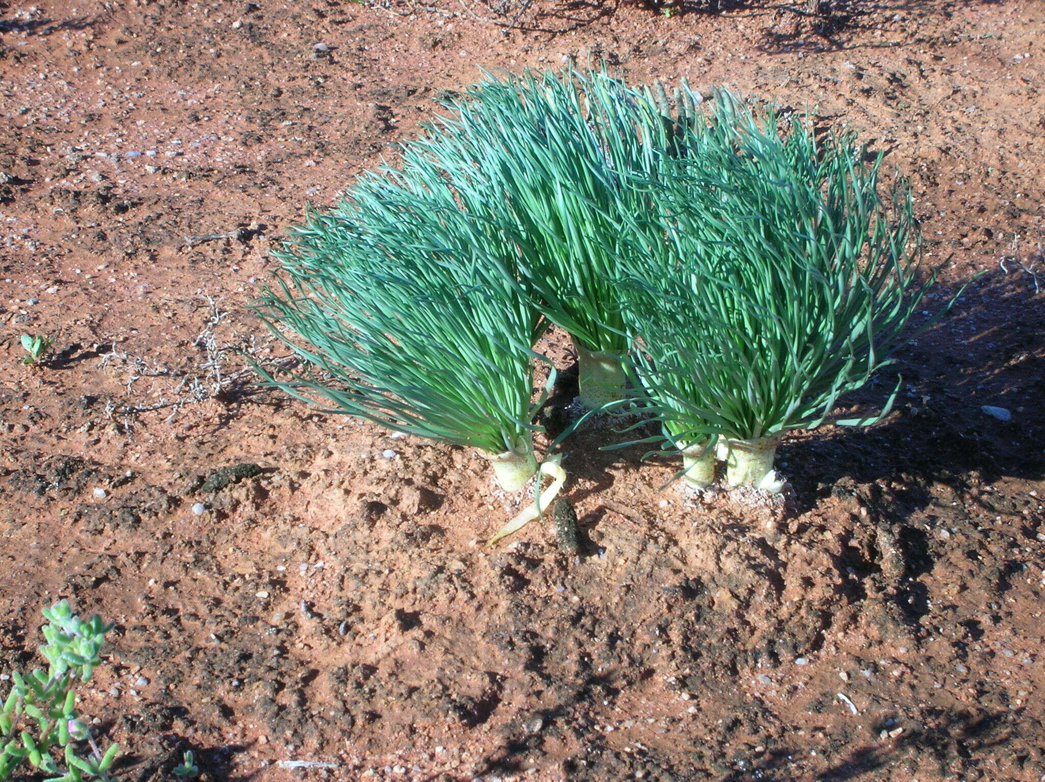 Image de Gethyllis grandiflora L. Bolus