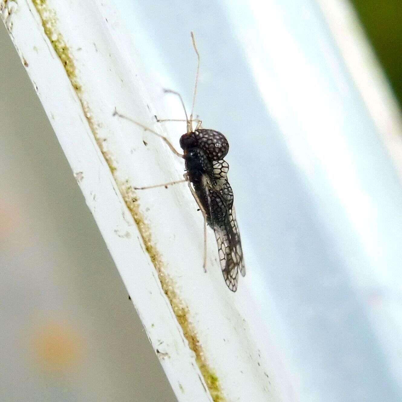 Image of Andromeda Lace Bug