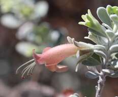 Image of Eremophila forrestii F. Muell.