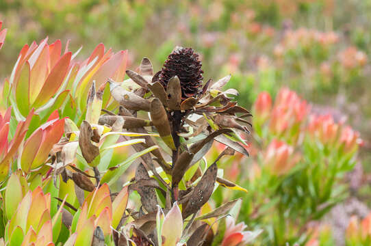 Image of Leucadendron gandogeri Schinz ex Gand.