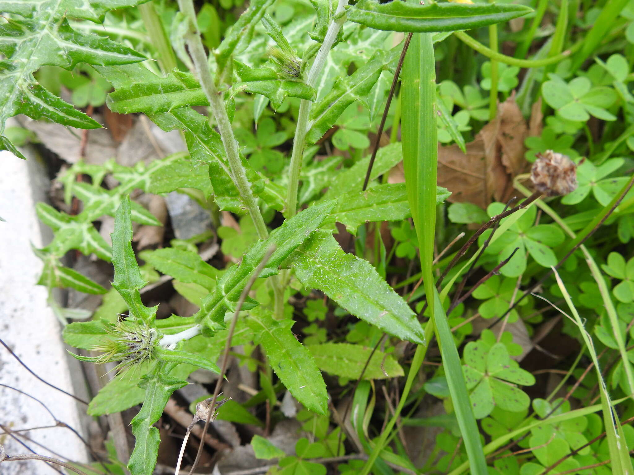 Galactites tomentosa Moench的圖片