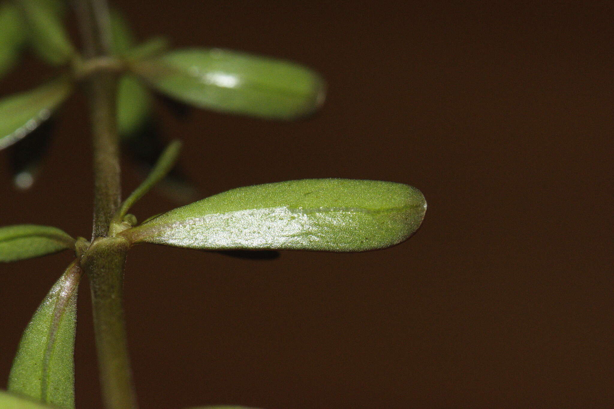 Imagem de Coprosma kirkii Cheeseman