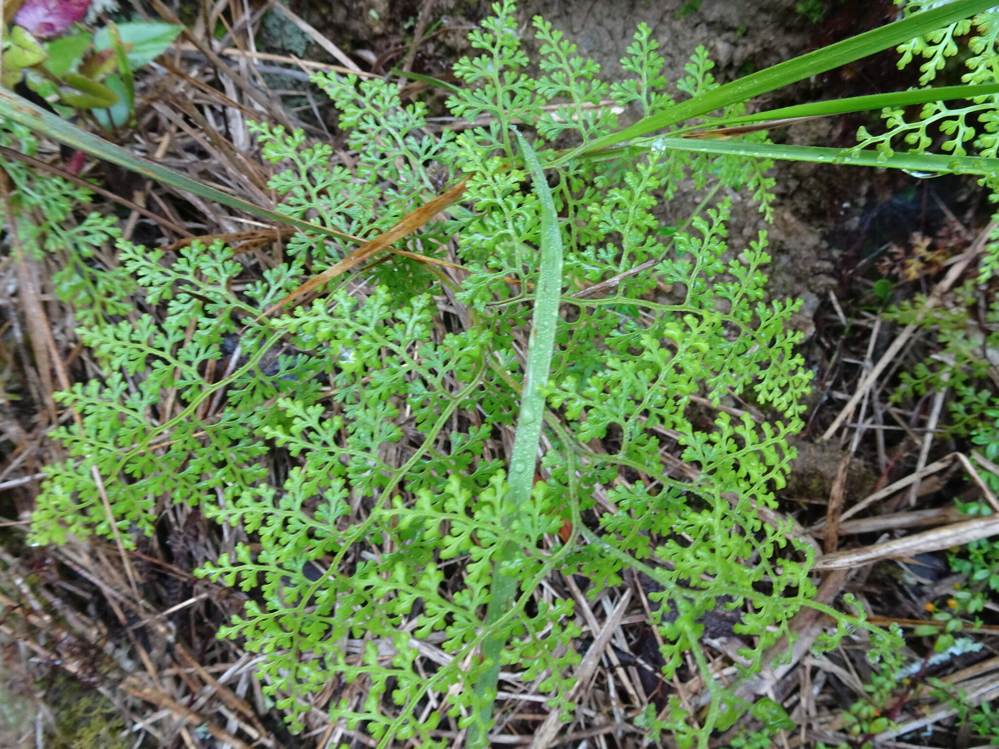 Image of Jamesonia flexuosa (Humb. & Bonpl.) Christenh.