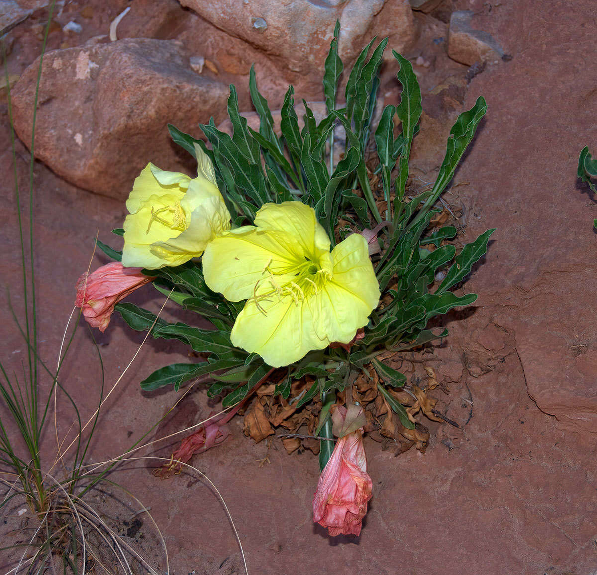 Oenothera howardii (A. Nels.) W. L. Wagner resmi