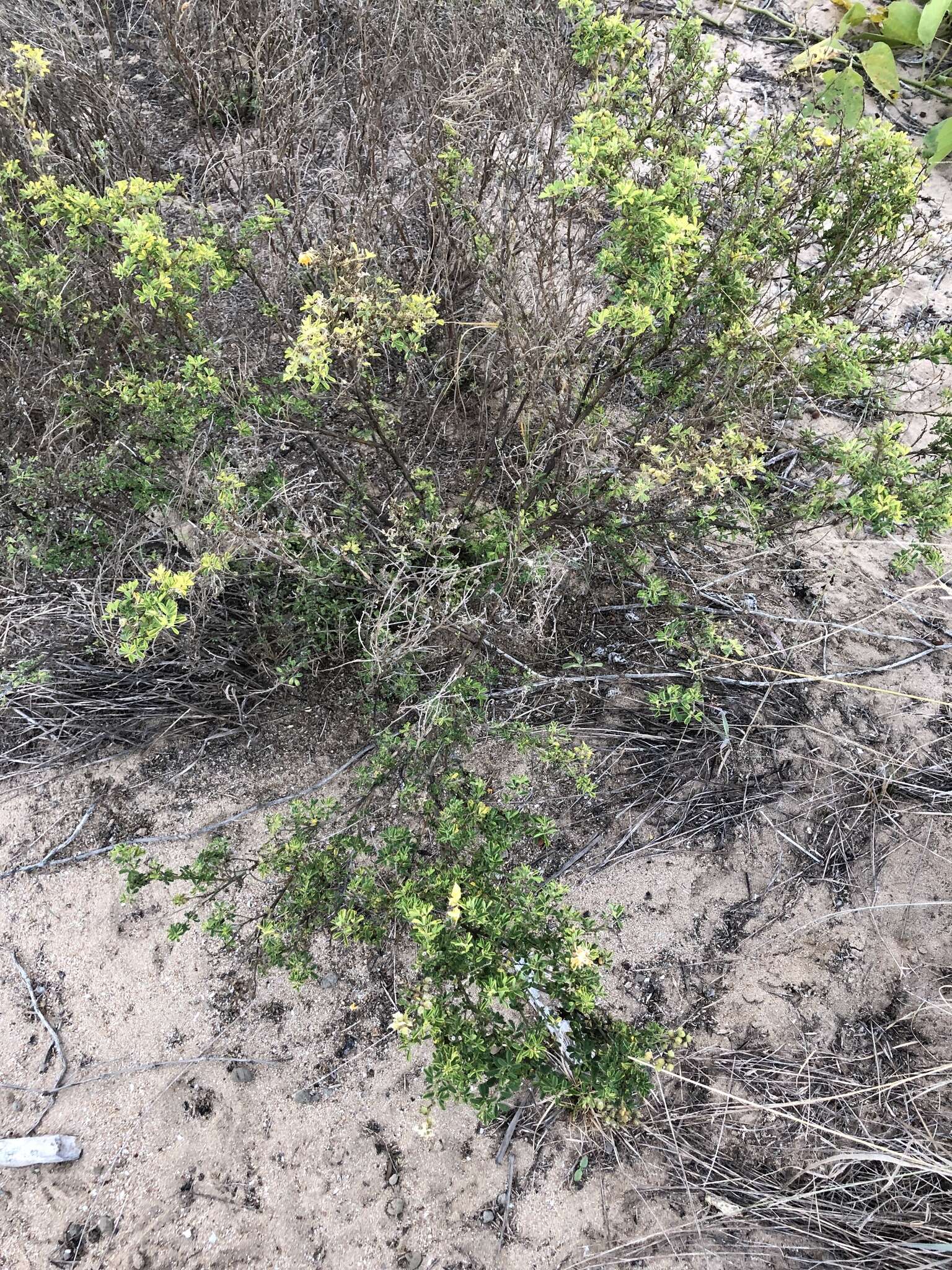 Imagem de Crotalaria medicaginea Lam.