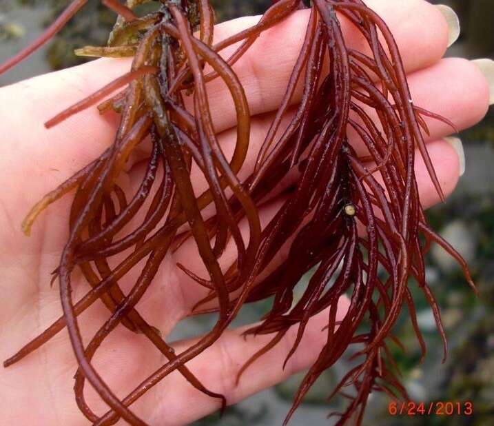 Image of Sea Noodles