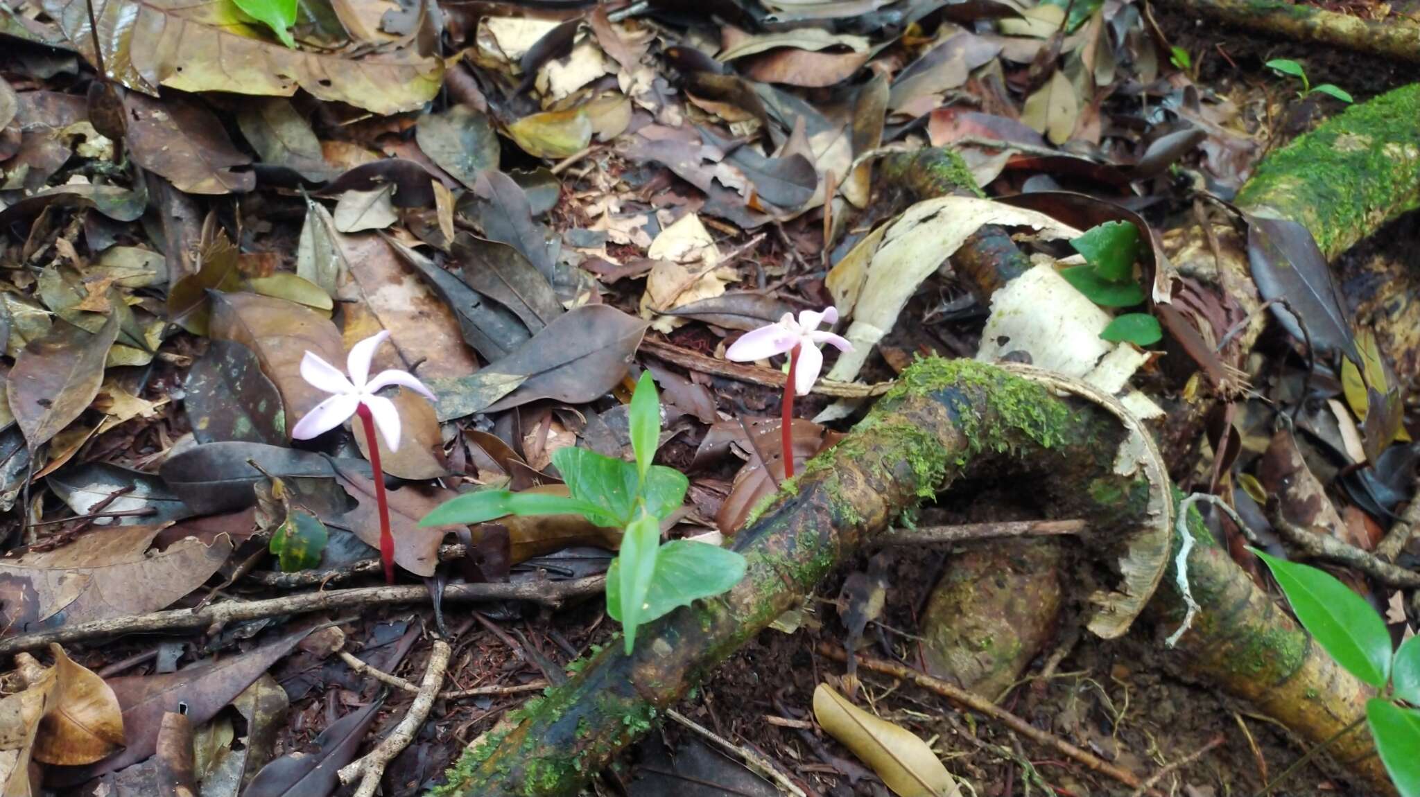 Image of Voyria rosea Aubl.