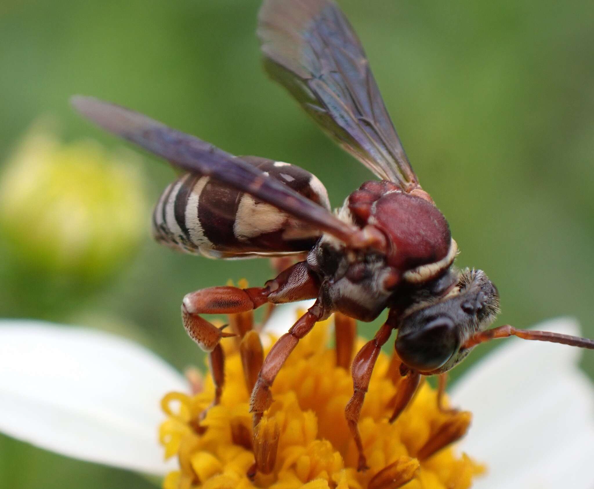 Triepeolus rufithorax Graenicher 1928 resmi