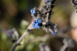 Image de Cynoglossum alpestre Ohwi