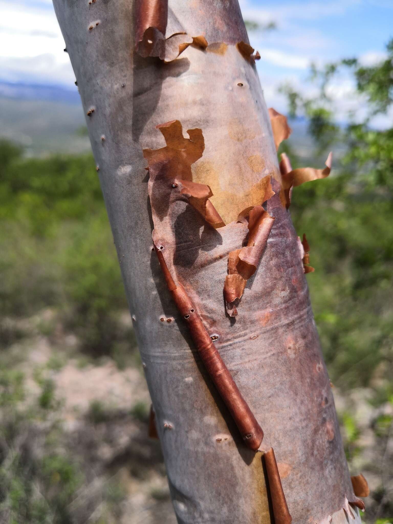 Image de Bursera multijuga Engl.