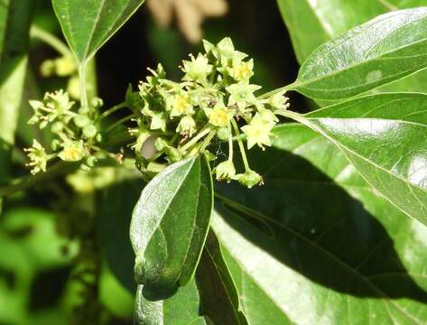 Image of Colubrina triflora Brongn.