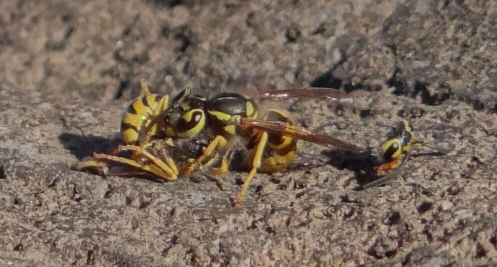 Image of Western Yellowjacket