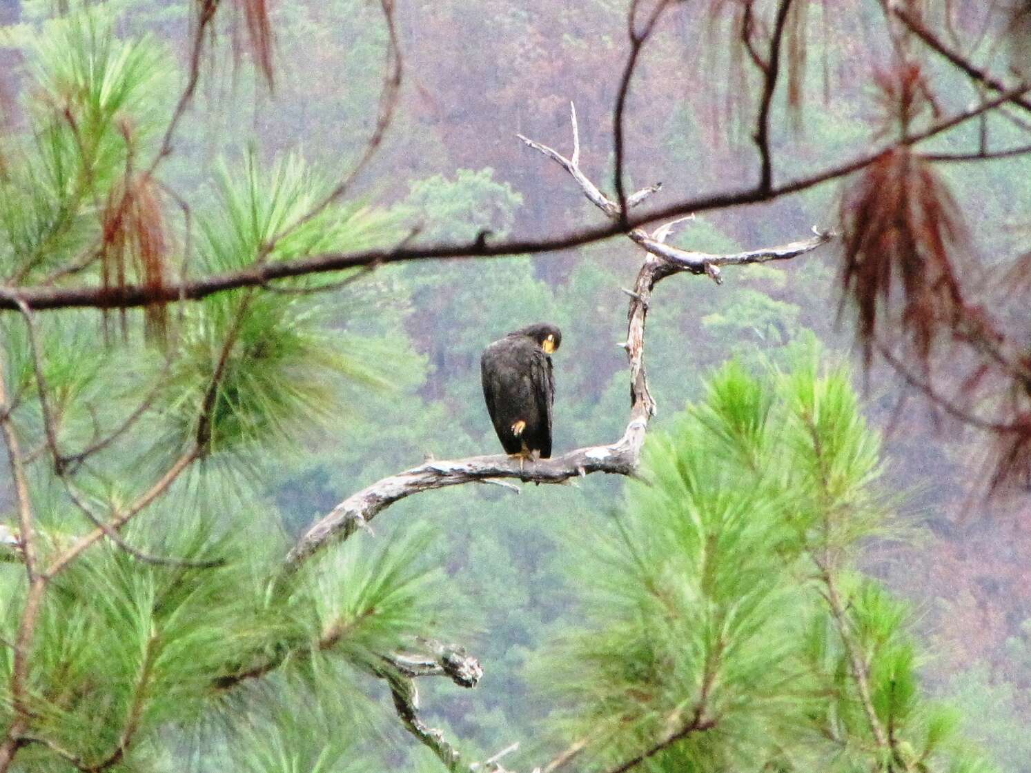 Image of Black Solitary Eagle