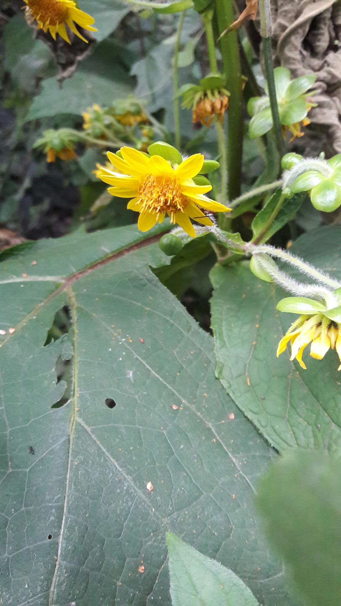 Image of Smallanthus riparius (Kunth) H. Rob.