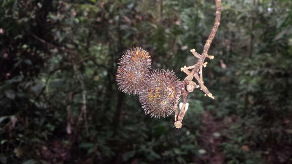 Sivun Apeiba membranacea Spruce ex Benth. kuva