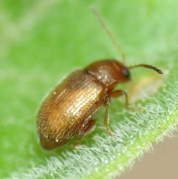 Image of Tobacco Flea Beetle