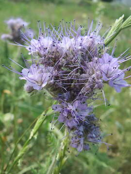 Plancia ëd Phacelia tanacetifolia Benth.