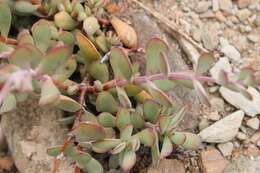 Image of Crassula atropurpurea var. anomala (Schönl. & Bak. fil.) Tölken