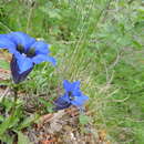 Gentiana ligustica R. de Vilmorin & Chopinet的圖片