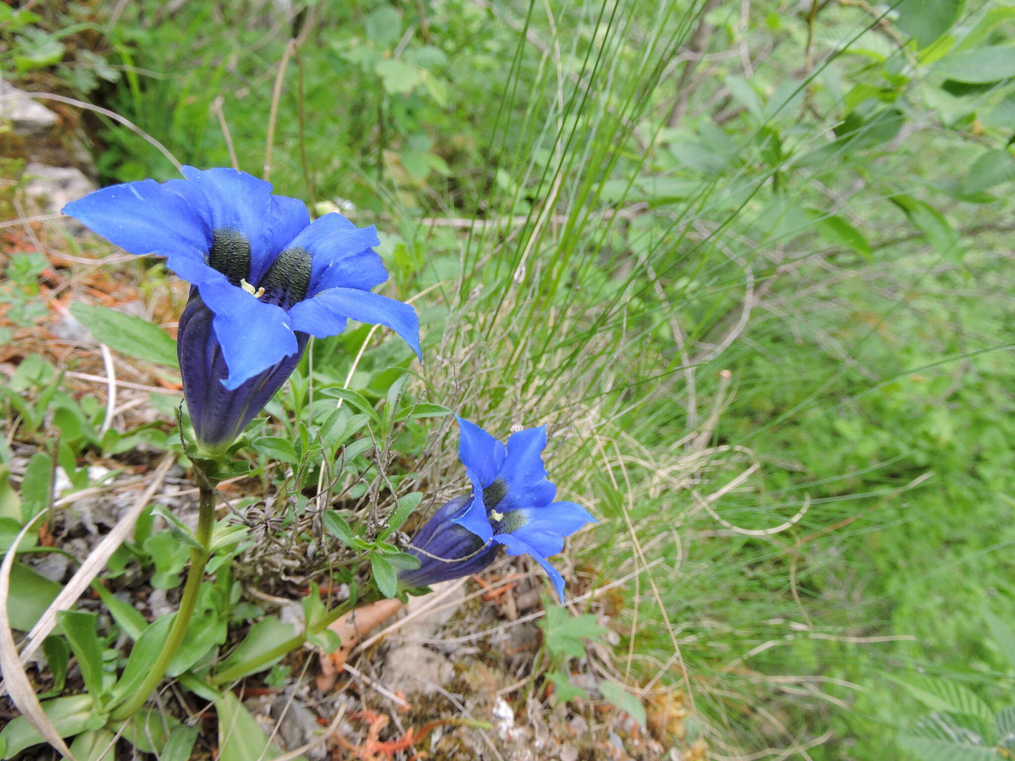 Gentiana ligustica R. de Vilmorin & Chopinet的圖片