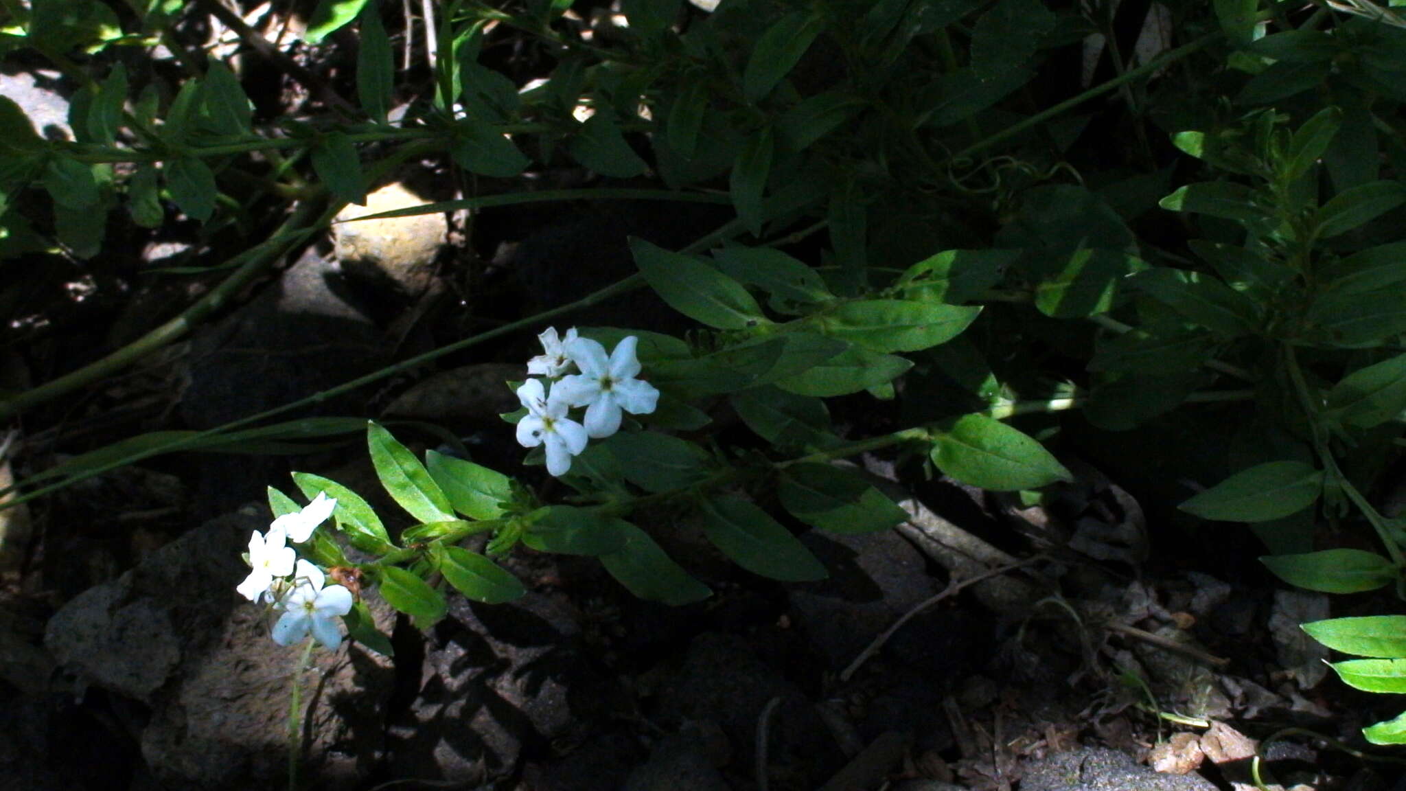 Image of Lithospermum distichum Ortega