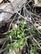 Image of Orianthera pusilla (R. Br.) C. S. P. Foster & B. J. Conn