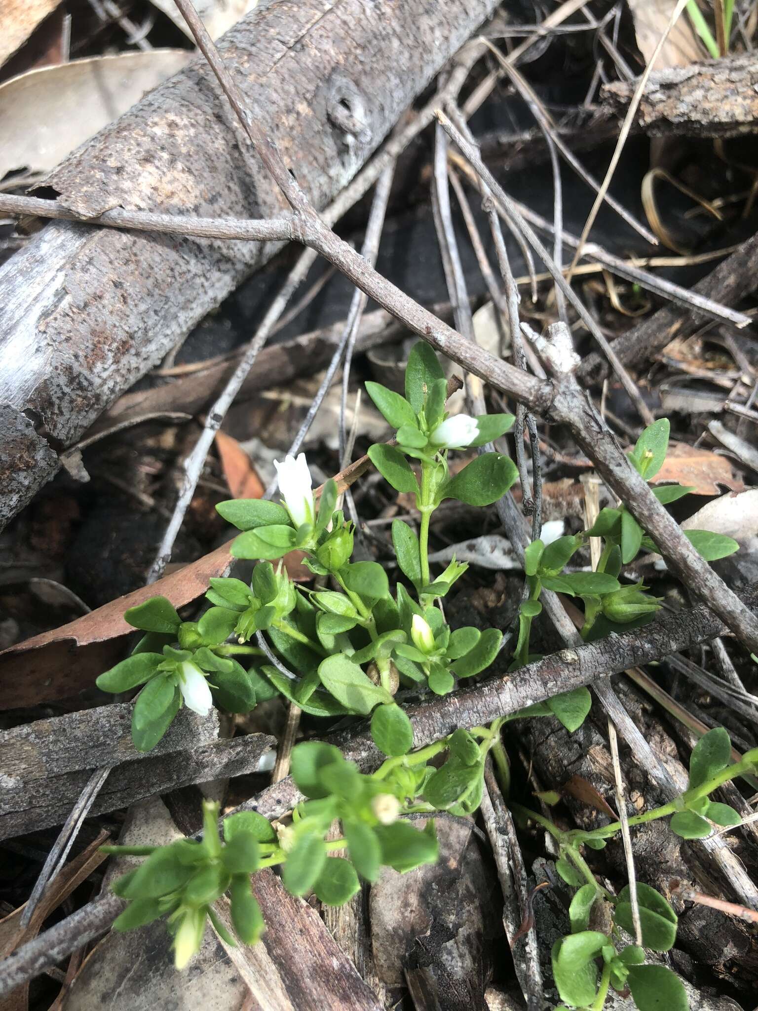 Image of Orianthera pusilla (R. Br.) C. S. P. Foster & B. J. Conn